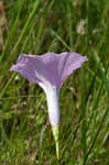 Saltmarsh morning-glory